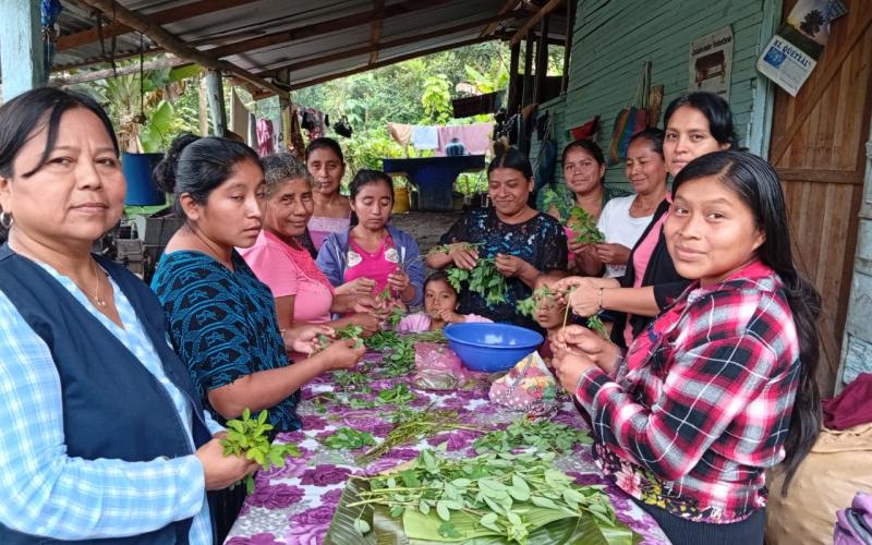 El chipilín, un aliado de la nutrición familiar petenera