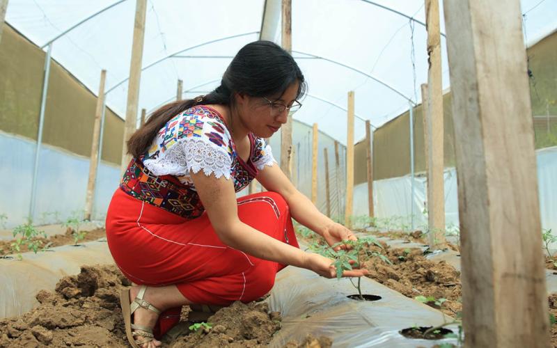 El cultivo de tomate impulsa la producción agrícola y los ingresos rurales