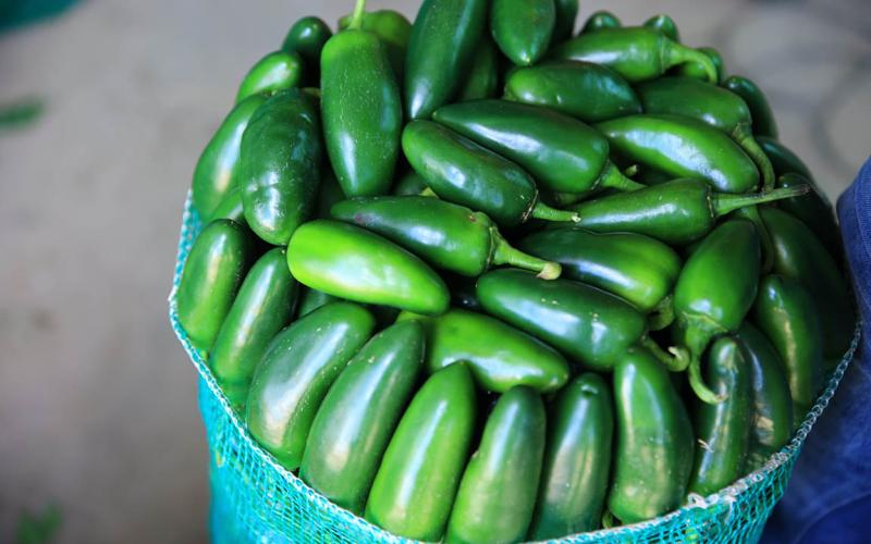 El picante que impulsa ingresos en el campo guatemalteco