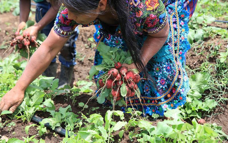El rábano, cultivo de ciclo corto que impulsa ingresos y huertos familiares