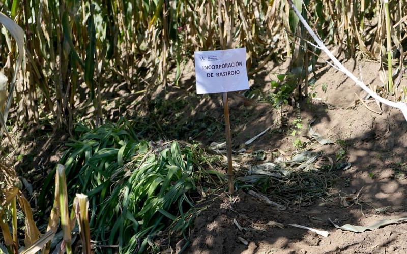 El rastrojo, un aliado de la sostenibilidad agrícola