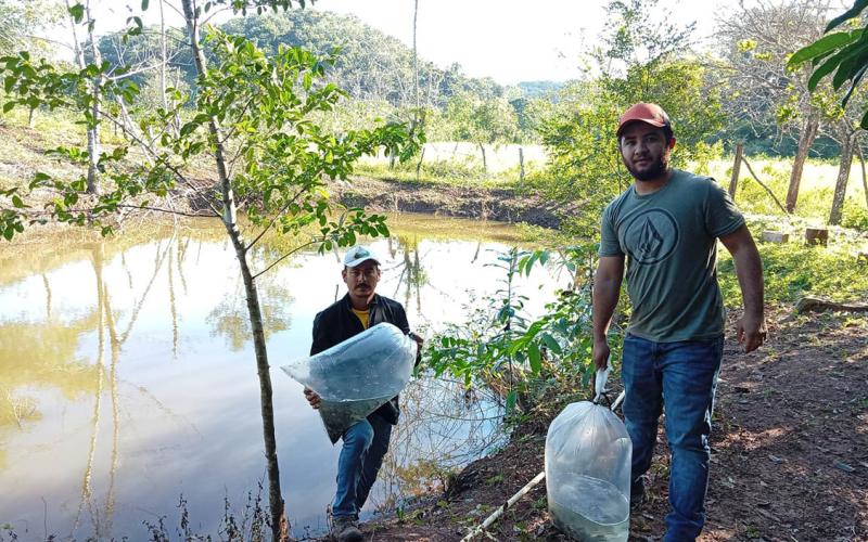 Entrega de alevines impulsan producción acuícola en Petén