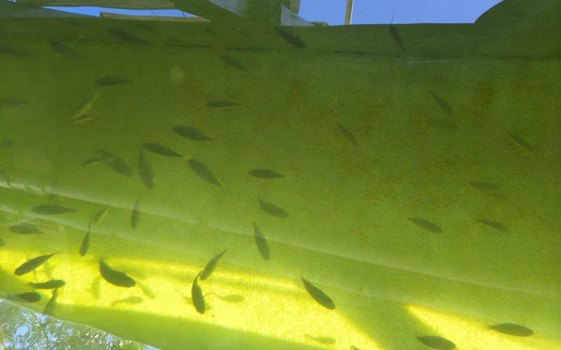 Entregan proyecto de acuaponía en Livingston para fortalecer la producción sostenible