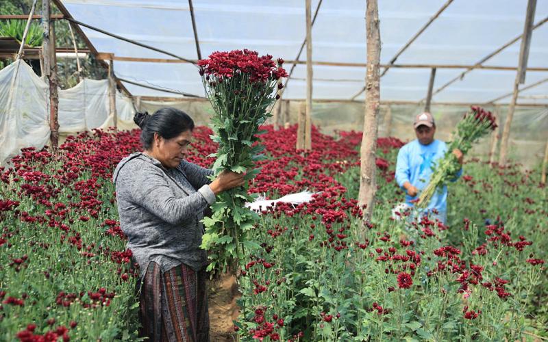 Floricultura impulsa empleo rural y fortalece exportaciones guatemaltecas