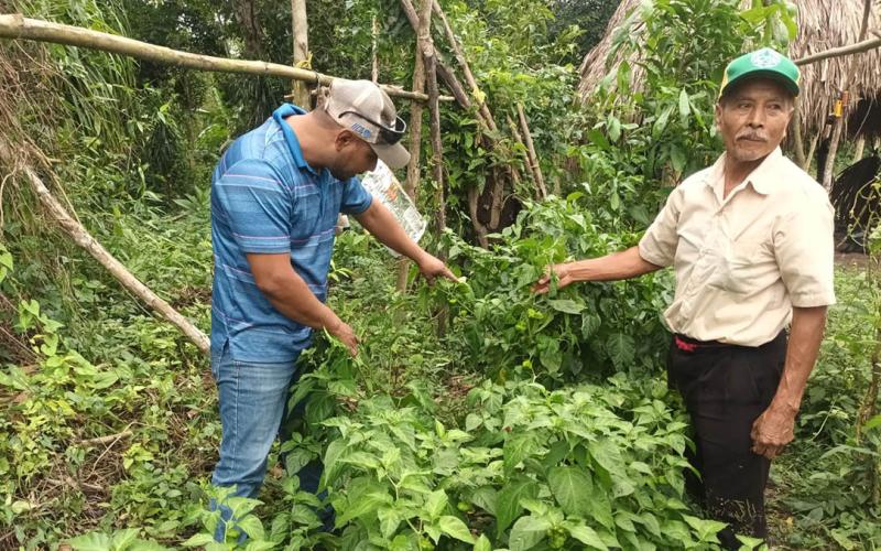 Fortalecen la producción agrícola en Melchor de Mencos
