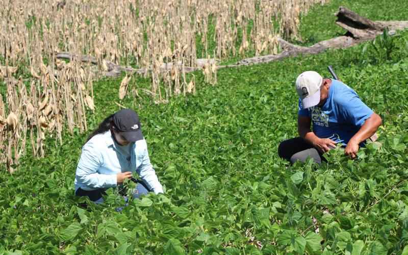 Fortalecen producción petenera de semilla de frijol con 70 proyectos comunitarios