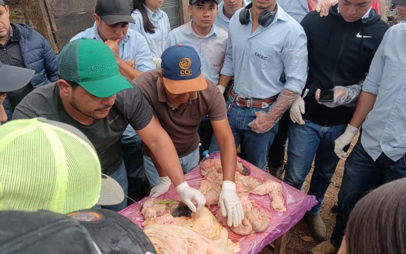 Futuros agrónomos se capacitan en inseminación artificial de bovinos