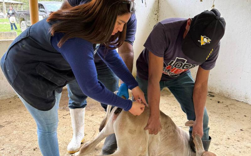 Impulsan jornada de vacunación y vigilancia contra la brucelosis