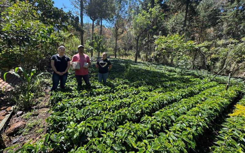 Impulsan producción de café con entrega de semilla certificada