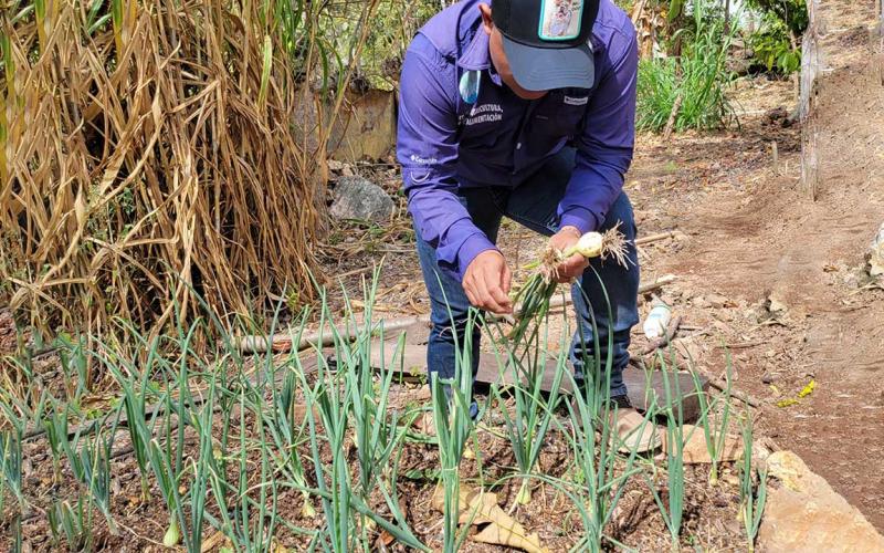 Impulsan producción tecnificada en cultivos de Quezaltepeque