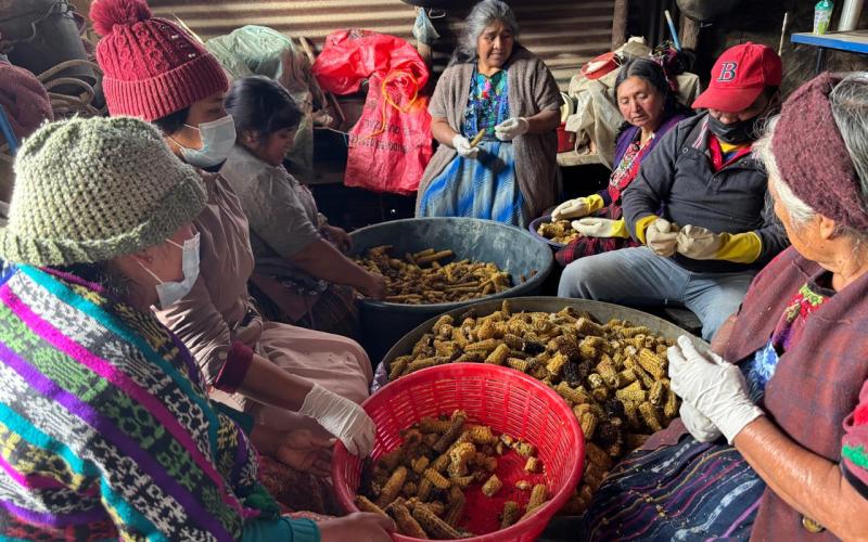 Impulso a la producción de hongo ostra en Salcajá