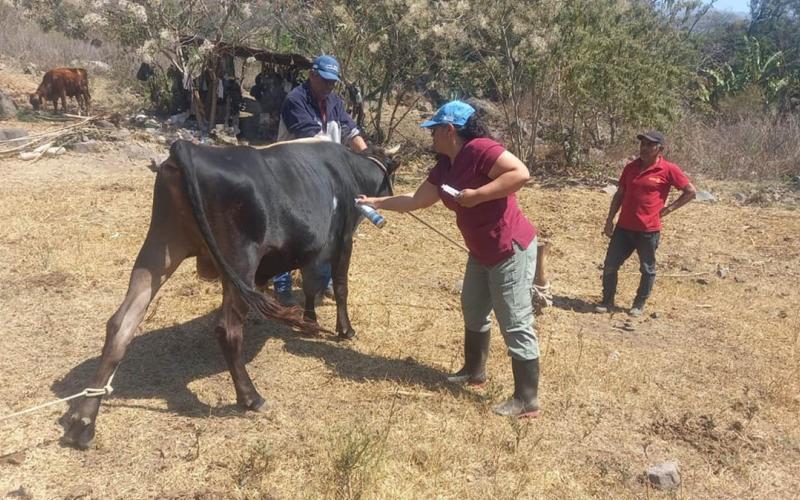 Jornada preventiva fortalece la salud del hato bovino en San Pablo La Laguna