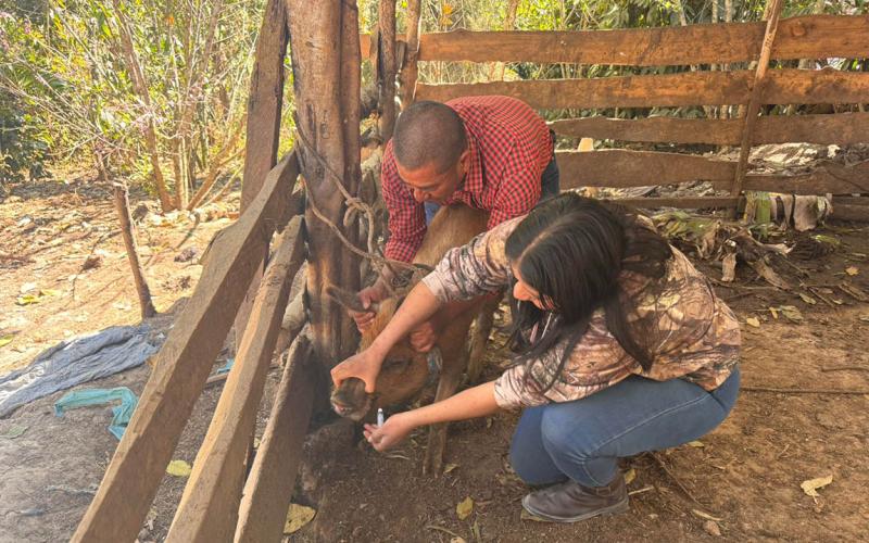 Jornada sanitaria mejora la salud y productividad porcina en Jalapa