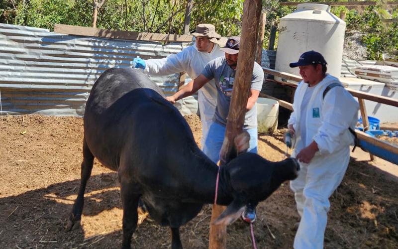 Jornada sanitaria refuerzan sanidad porcina y bovina en Villa Nueva