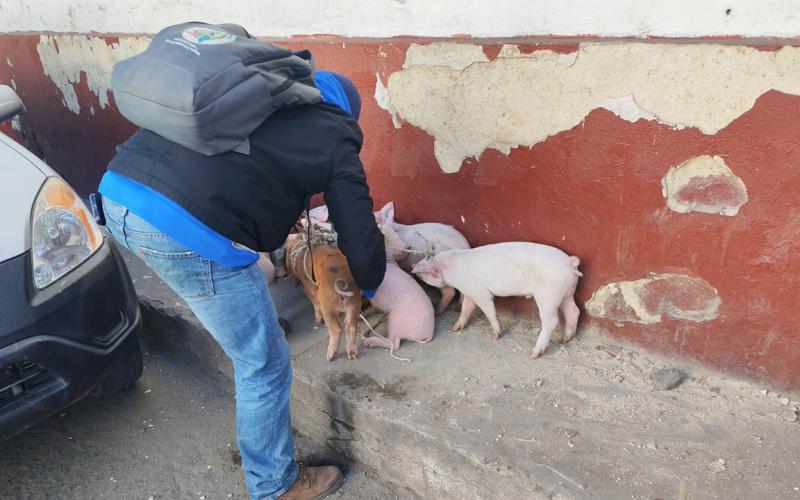 La crianza técnica de lechones ayuda al combate de la desnutrición aguda