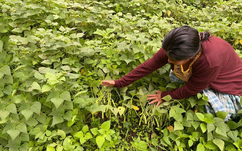 Las legumbres nutren y contribuyen al desarrollo económico de Guatemala