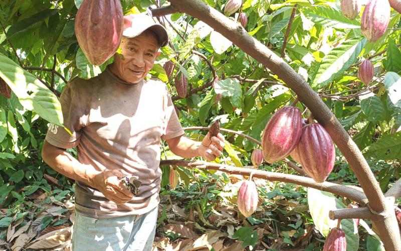 Más producción y mejores resultados para pequeños productores de cacao