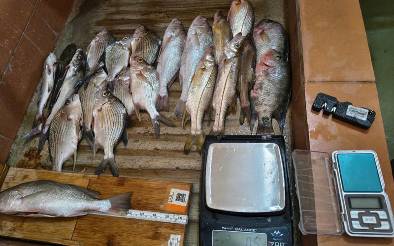 Monitoreo de peces en Izabal impulsa la pesca sostenible