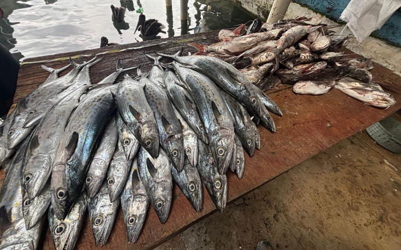 Monitoreo recopila datos clave de las especies de peces capturadas por la pesca artesanal