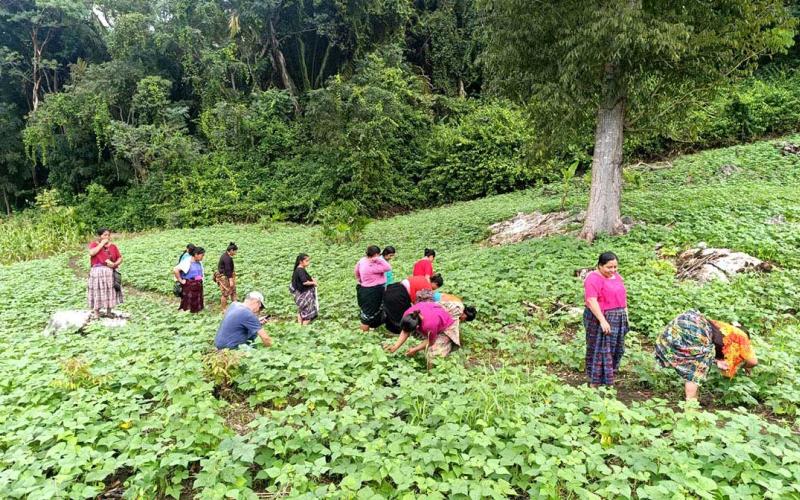 Monitoreo confirma buen estado sanitario de parcelas de semilla de frijol en Sayaxché