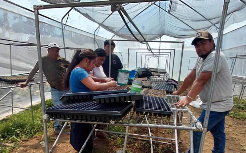 Mujeres agricultoras de Nahualá producirán 30 mil pilones en invernadero tecnificado