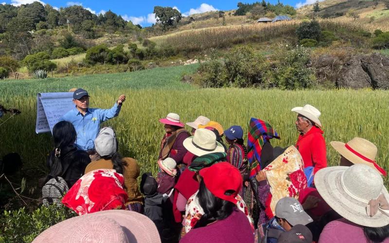 Nueva variedad de trigo impulsa producción en Huehuetenango