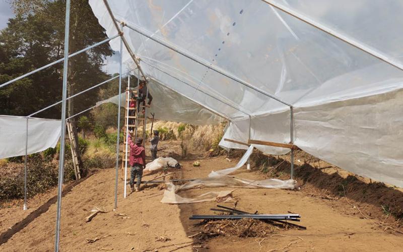 Optimizan la producción de tomate bajo condiciones controladas en San Marcos