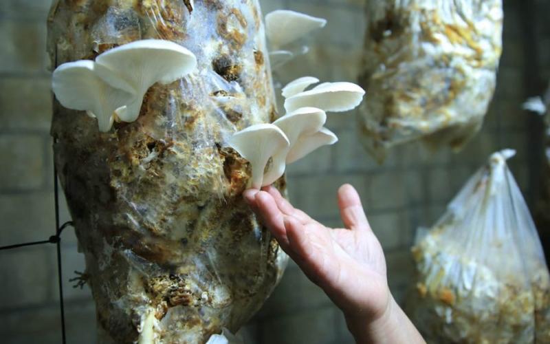 Optimizan nutrición y economía con la producción de hongo ostra