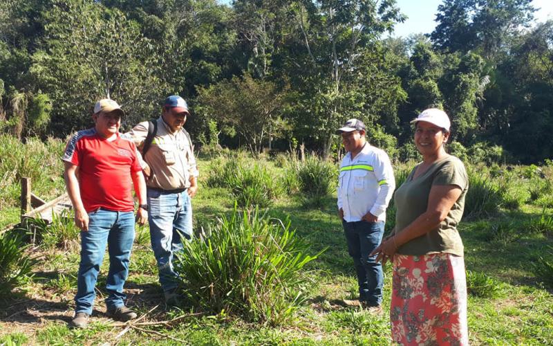 Pasto mejorado y mejores conocimientos fortalecen alimentación de bovinos en Alta Verapaz