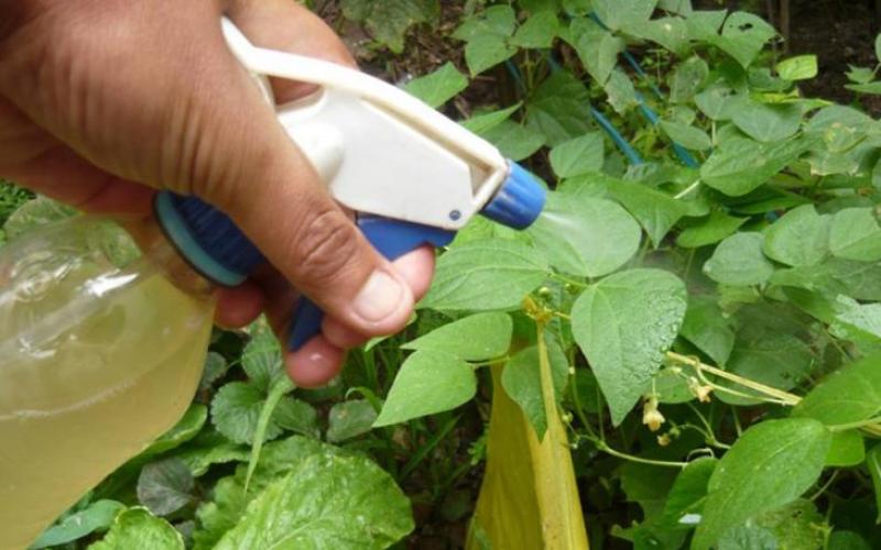 Plaguicidas orgánicos, la alternativa natural para proteger los cultivos