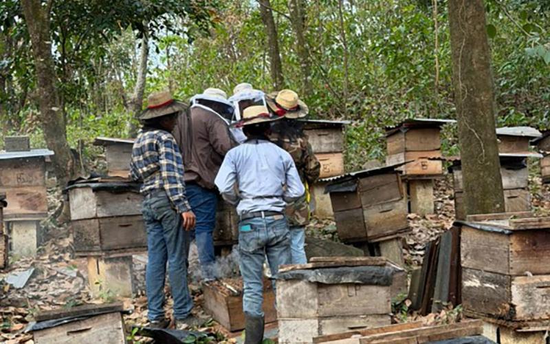 Producción apícola de San Marcos y Quetzaltenango fortalecida con asistencia técnica