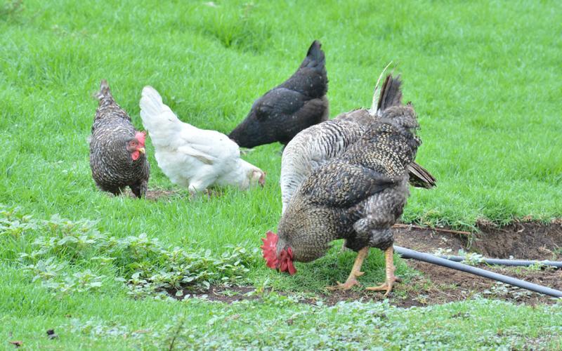 Producción para autoconsumo fortalece la seguridad alimentaria