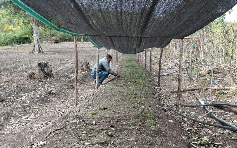 Productores de Santa Ana fortalecen sus huertos familiares