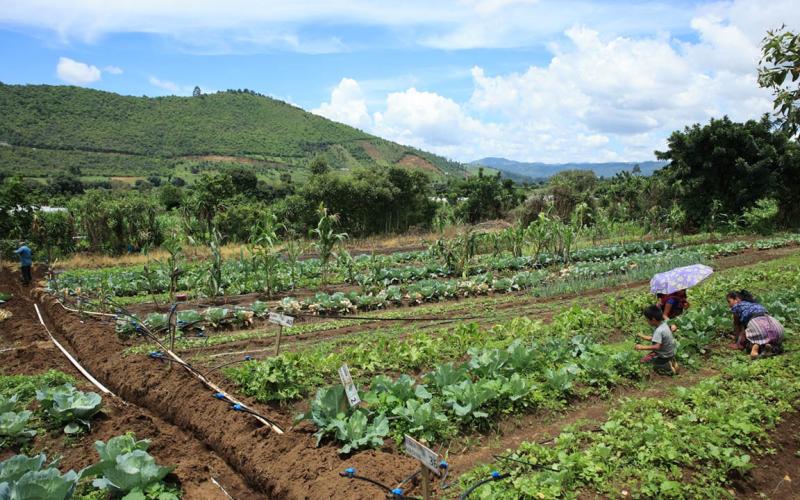 Productores deben aplicar medidas preventivas ante continuidad del frio y vientos