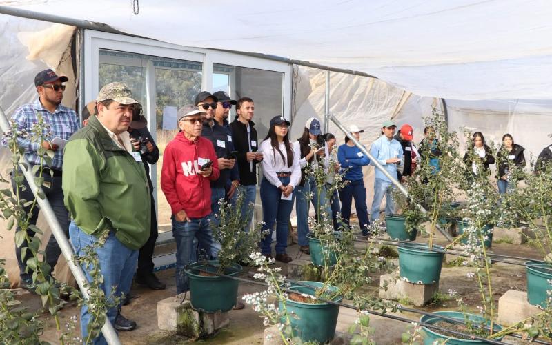 Productores fortalecen conocimientos técnicos para el manejo integral de arándanos