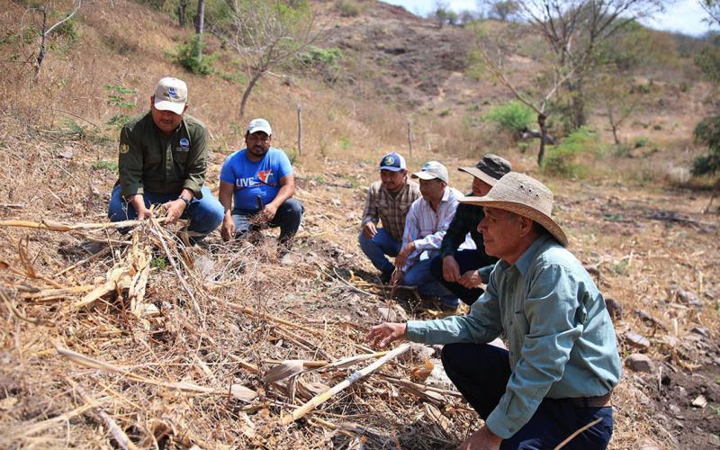 Productores fortalecen prácticas agrícolas para enfrentar el cambio climático