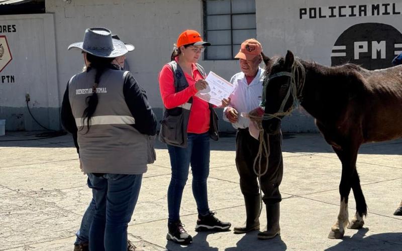 Promueven trato digno y responsable hacia équidos de trabajo