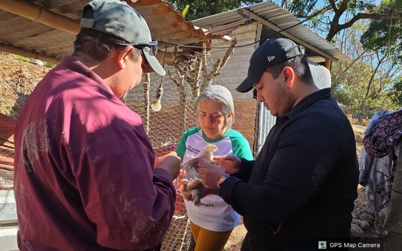 Protegen la sanidad avícola en Atescatempa con jornada de vacunación