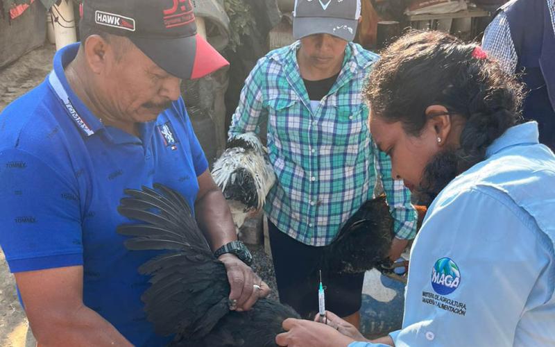 Realizan jornada de vacunación avícola en Baja Verapaz