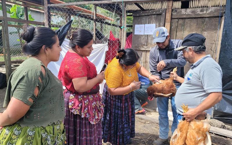 Realizan jornadas de vacunación pecuaria en Poptún
