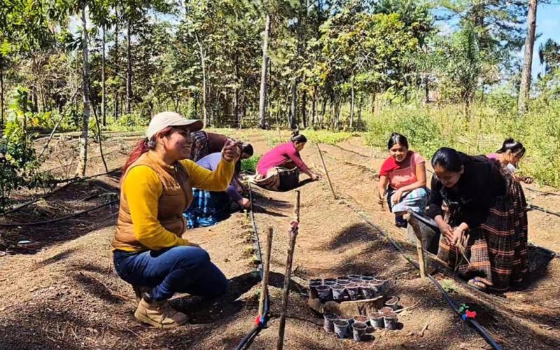 Rotación de cultivos previene plagas y enfermedades