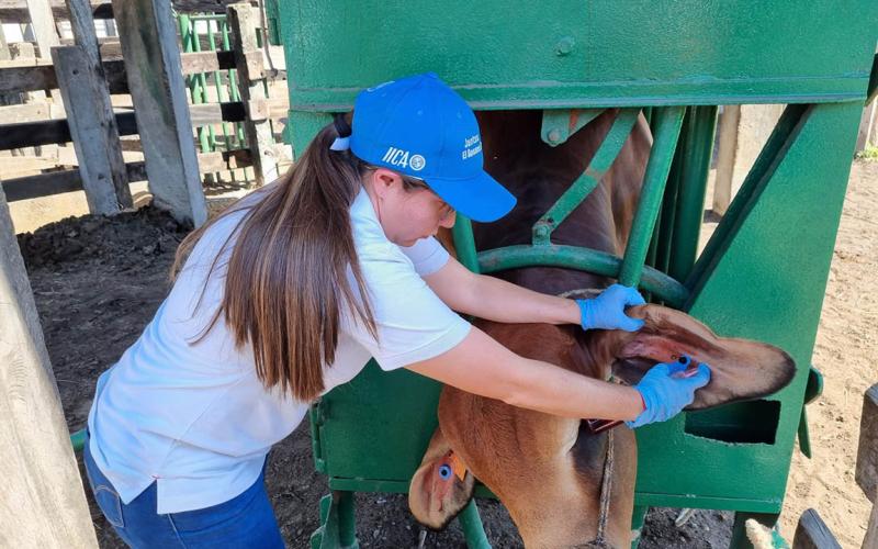 Sistema oficial de trazabilidad registra a 34 mil bovinos