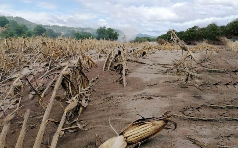 Diccionario Agrícola: Acame del Maíz y Selección Masal del Maíz