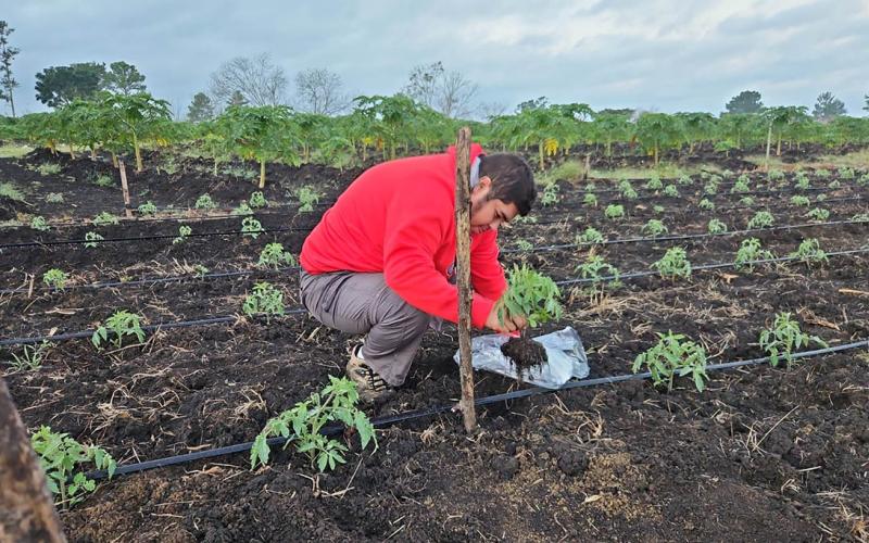 Asistencia técnica fortalece cultivo de tomate