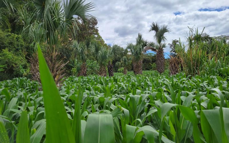Brindan asistencia técnica y capacitación en manejo de riego