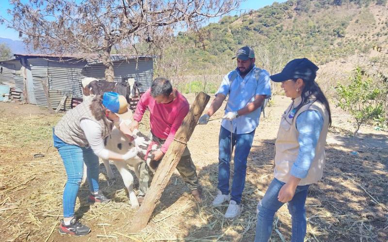 Comunidades de Acatenango refuerzan vigilancia contra el Gusano Barrenador