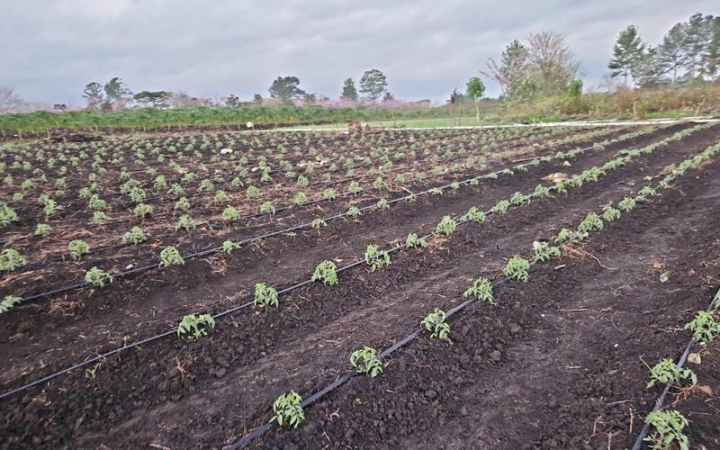 Contrastes de temperatura podrían afectar cultivos en 172 municipios