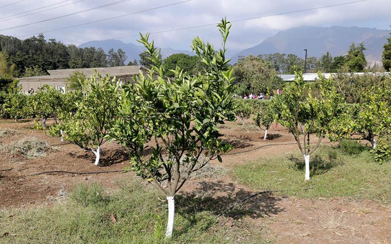 Cultivo de limón se consolida como fuente de ingresos para pequeños agricultores