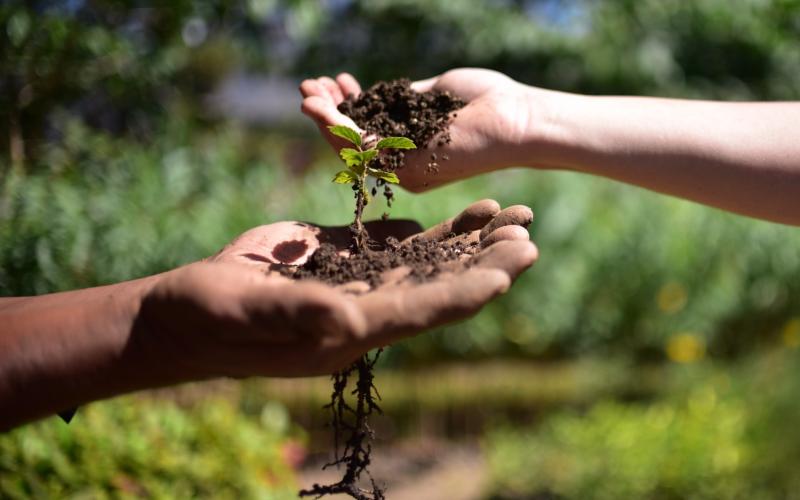 Cultivos tolerantes a la sequía fortalecen la seguridad alimentaria