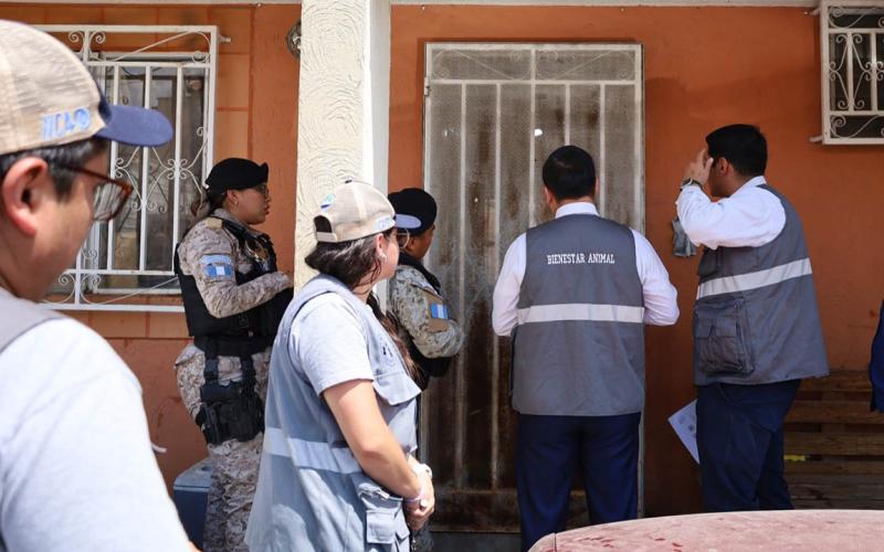 Denuncias con evidencia facilitan la atención de casos de maltrato animal